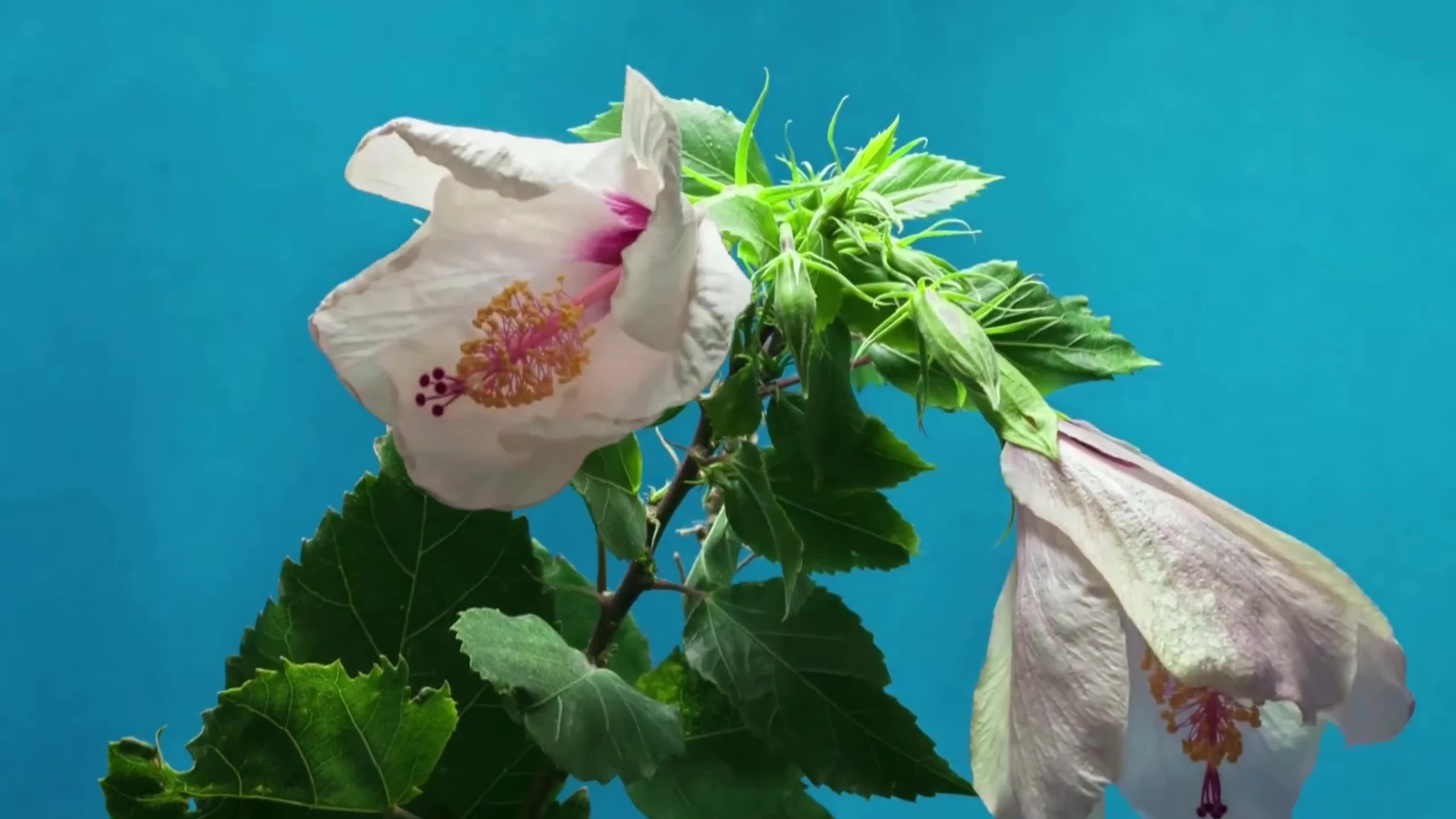 Close-up highlighting the ingredients list or a visual representation of tea tree oil